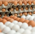 eggs-in-cartons