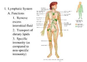 lyphatic system